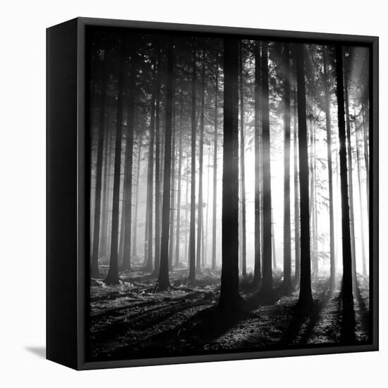 Wood Light-null-Framed Premier Image Canvas