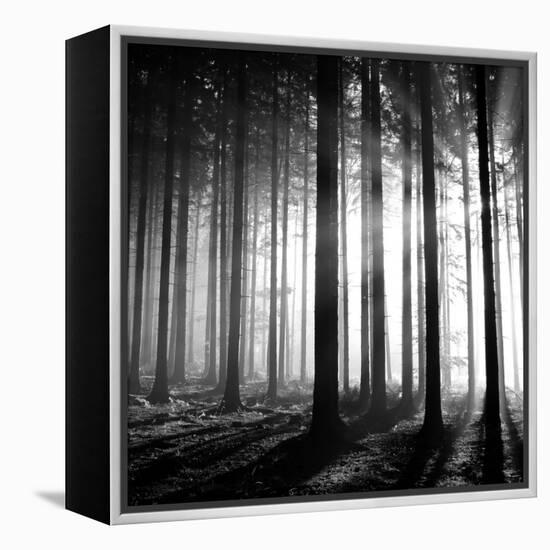 Wood Light-null-Framed Premier Image Canvas