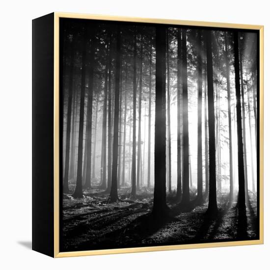 Wood Light-null-Framed Premier Image Canvas