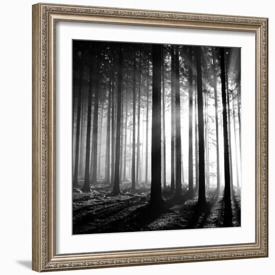 Wood Light-null-Framed Photographic Print