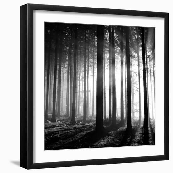 Wood Light-null-Framed Photographic Print