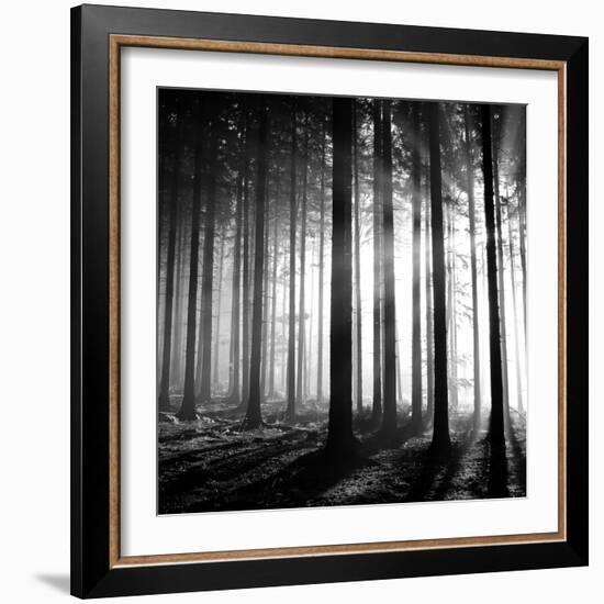 Wood Light-null-Framed Photographic Print