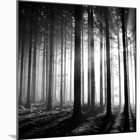 Wood Light-null-Mounted Photographic Print