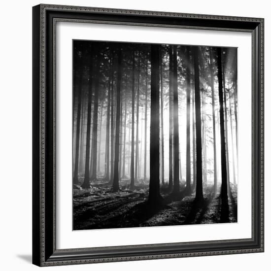 Wood Light-null-Framed Photographic Print