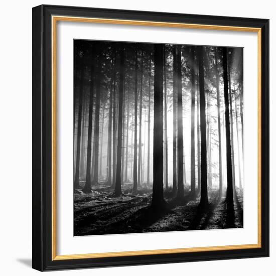 Wood Light-null-Framed Photographic Print