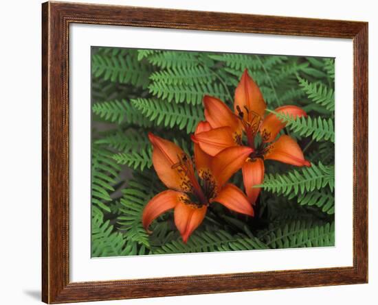 Wood Lilies in Ferns, Bruce Peninsula National Park, Canada-Claudia Adams-Framed Photographic Print