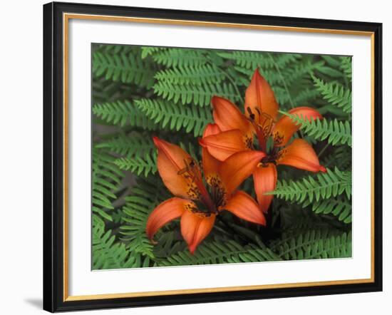 Wood Lilies in Ferns, Bruce Peninsula National Park, Canada-Claudia Adams-Framed Photographic Print