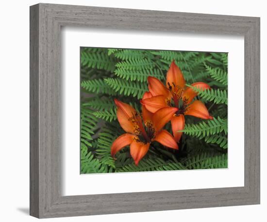 Wood Lilies in Ferns, Bruce Peninsula National Park, Canada-Claudia Adams-Framed Photographic Print