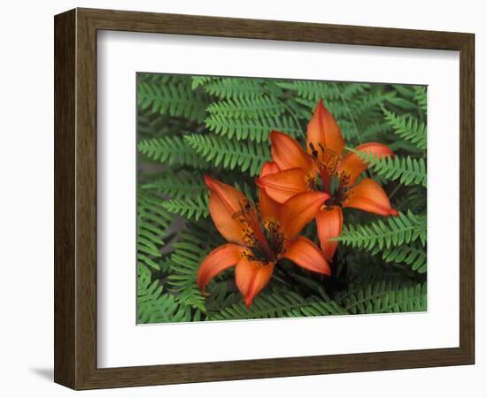 Wood Lilies in Ferns, Bruce Peninsula National Park, Canada-Claudia Adams-Framed Photographic Print