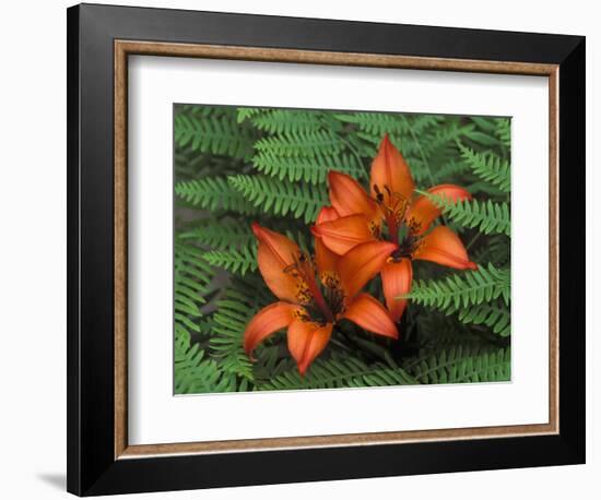 Wood Lilies in Ferns, Bruce Peninsula National Park, Canada-Claudia Adams-Framed Photographic Print