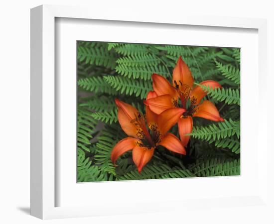 Wood Lilies in Ferns, Bruce Peninsula National Park, Canada-Claudia Adams-Framed Photographic Print