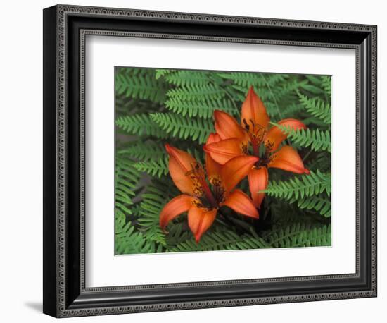 Wood Lilies in Ferns, Bruce Peninsula National Park, Canada-Claudia Adams-Framed Photographic Print