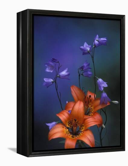 Wood Lily and Harebells, St. Ignace, Michigan, USA-Claudia Adams-Framed Premier Image Canvas