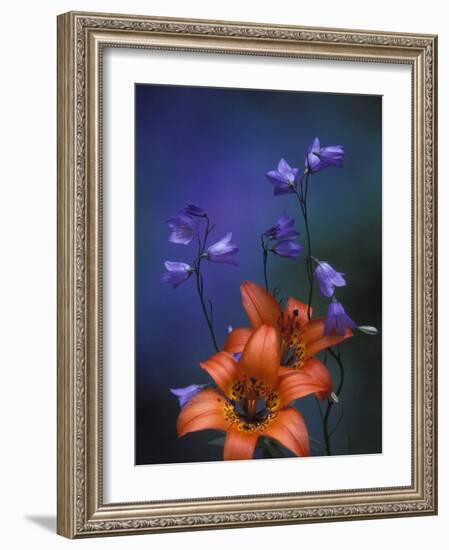 Wood Lily and Harebells, St. Ignace, Michigan, USA-Claudia Adams-Framed Photographic Print