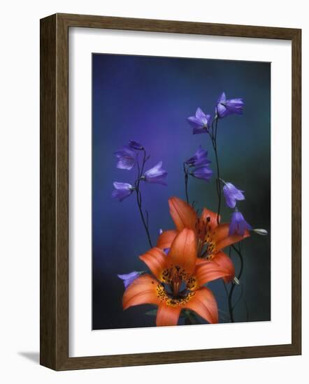 Wood Lily and Harebells, St. Ignace, Michigan, USA-Claudia Adams-Framed Photographic Print