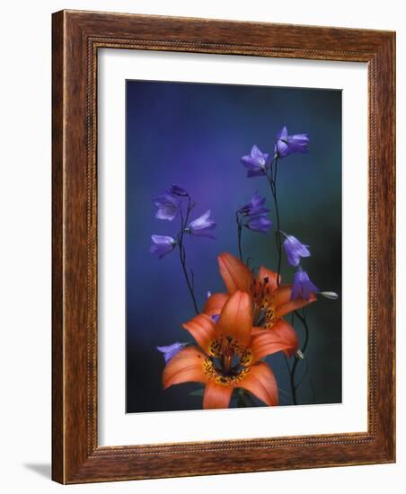 Wood Lily and Harebells, St. Ignace, Michigan, USA-Claudia Adams-Framed Photographic Print