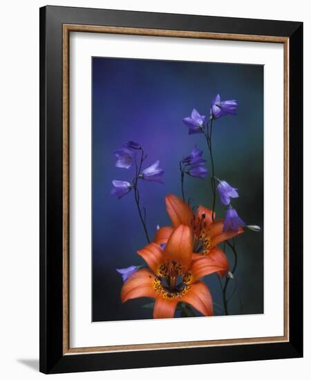 Wood Lily and Harebells, St. Ignace, Michigan, USA-Claudia Adams-Framed Photographic Print