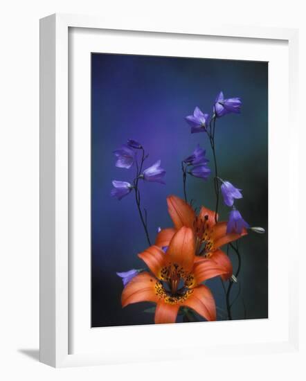 Wood Lily and Harebells, St. Ignace, Michigan, USA-Claudia Adams-Framed Photographic Print