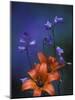 Wood Lily and Harebells, St. Ignace, Michigan, USA-Claudia Adams-Mounted Photographic Print