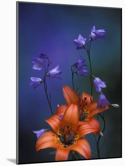 Wood Lily and Harebells, St. Ignace, Michigan, USA-Claudia Adams-Mounted Photographic Print