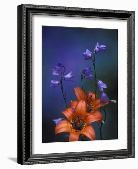 Wood Lily and Harebells, St. Ignace, Michigan, USA-Claudia Adams-Framed Photographic Print