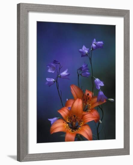 Wood Lily and Harebells, St. Ignace, Michigan, USA-Claudia Adams-Framed Photographic Print