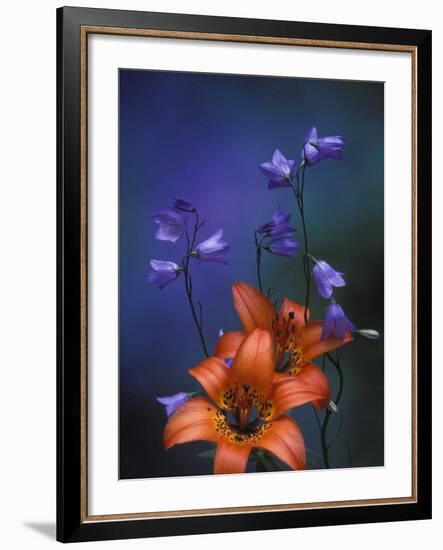 Wood Lily and Harebells, St. Ignace, Michigan, USA-Claudia Adams-Framed Photographic Print