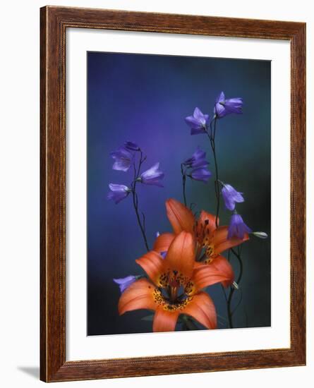 Wood Lily and Harebells, St. Ignace, Michigan, USA-Claudia Adams-Framed Photographic Print