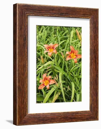 Wood Lily Flowers at the International Peace Gardens Near Dunseith, North Dakota, USA-Chuck Haney-Framed Photographic Print