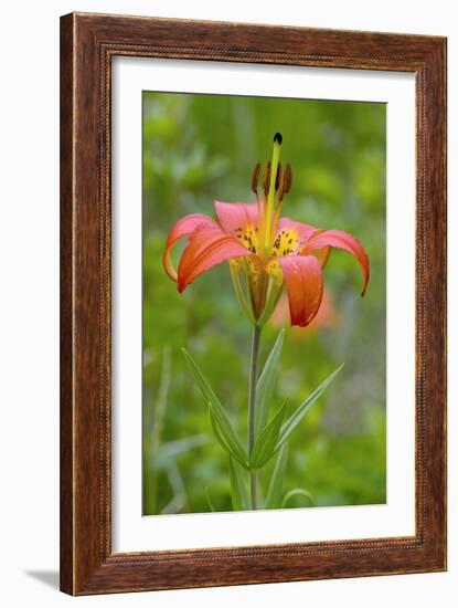 Wood Lily (Lilium Philadelphicum)-Bob Gibbons-Framed Photographic Print