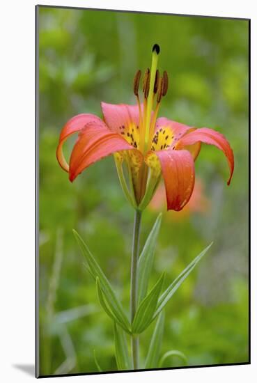 Wood Lily (Lilium Philadelphicum)-Bob Gibbons-Mounted Photographic Print