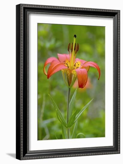 Wood Lily (Lilium Philadelphicum)-Bob Gibbons-Framed Photographic Print