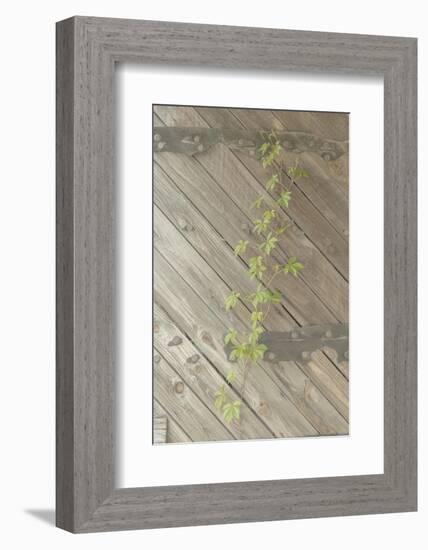 Wood Metal and Vine 1-null-Framed Photographic Print