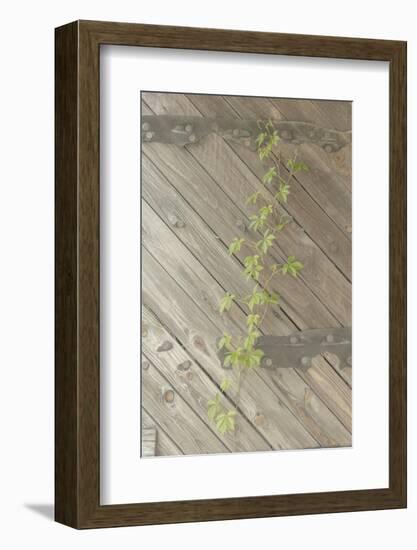 Wood Metal and Vine 1-null-Framed Photographic Print