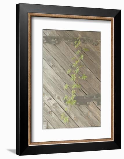 Wood Metal and Vine 1-null-Framed Photographic Print