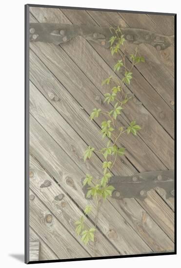 Wood Metal and Vine 1-null-Mounted Photographic Print