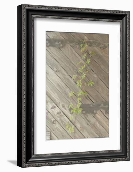 Wood Metal and Vine 1-null-Framed Photographic Print