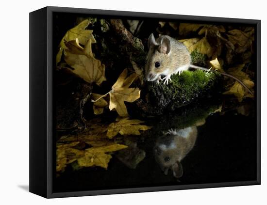 Wood Mouse by Woodland Pool in Autumn, UK-Andy Sands-Framed Premier Image Canvas