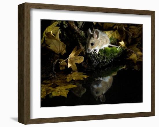 Wood Mouse by Woodland Pool in Autumn, UK-Andy Sands-Framed Photographic Print