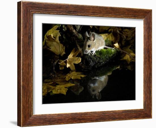 Wood Mouse by Woodland Pool in Autumn, UK-Andy Sands-Framed Photographic Print