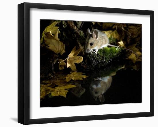 Wood Mouse by Woodland Pool in Autumn, UK-Andy Sands-Framed Photographic Print