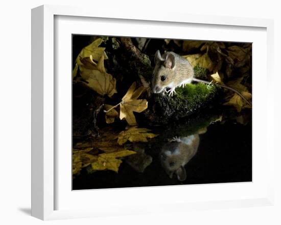 Wood Mouse by Woodland Pool in Autumn, UK-Andy Sands-Framed Photographic Print