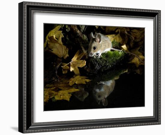 Wood Mouse by Woodland Pool in Autumn, UK-Andy Sands-Framed Photographic Print