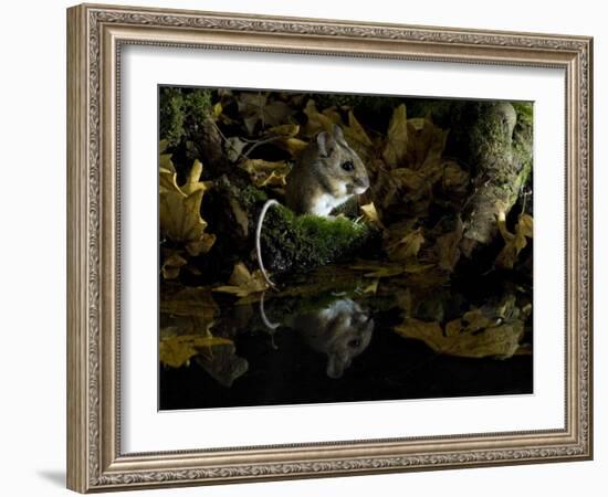 Wood Mouse Cleaning by Woodland Pool in Autumn, UK-Andy Sands-Framed Photographic Print