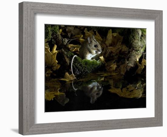 Wood Mouse Cleaning by Woodland Pool in Autumn, UK-Andy Sands-Framed Photographic Print
