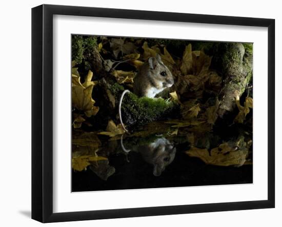 Wood Mouse Cleaning by Woodland Pool in Autumn, UK-Andy Sands-Framed Photographic Print