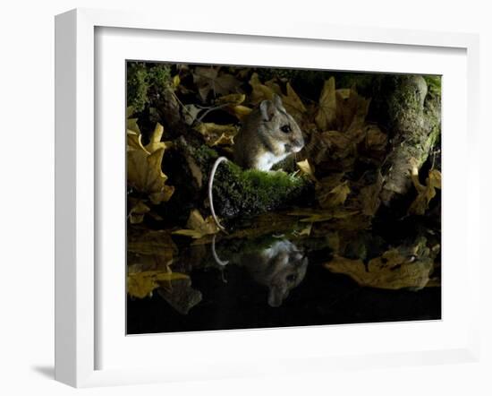 Wood Mouse Cleaning by Woodland Pool in Autumn, UK-Andy Sands-Framed Photographic Print