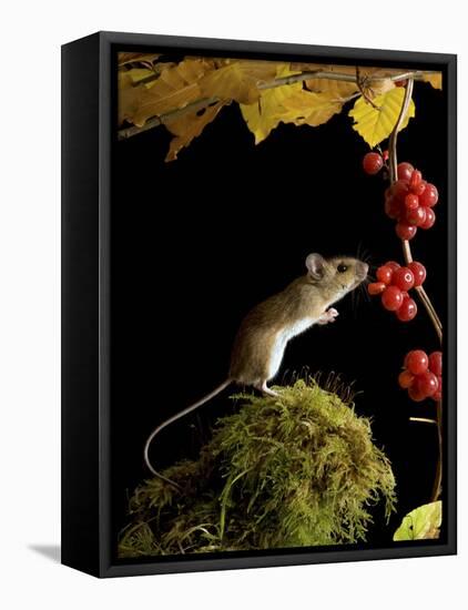 Wood Mouse Investigating Black Bryony Berries, UK-Andy Sands-Framed Premier Image Canvas