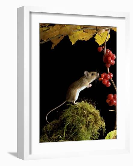 Wood Mouse Investigating Black Bryony Berries, UK-Andy Sands-Framed Photographic Print
