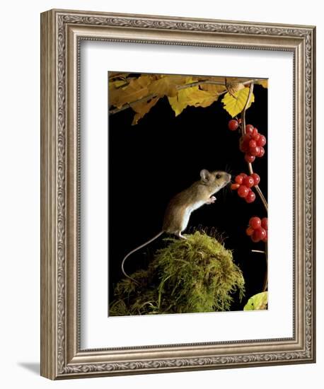 Wood Mouse Investigating Black Bryony Berries, UK-Andy Sands-Framed Photographic Print